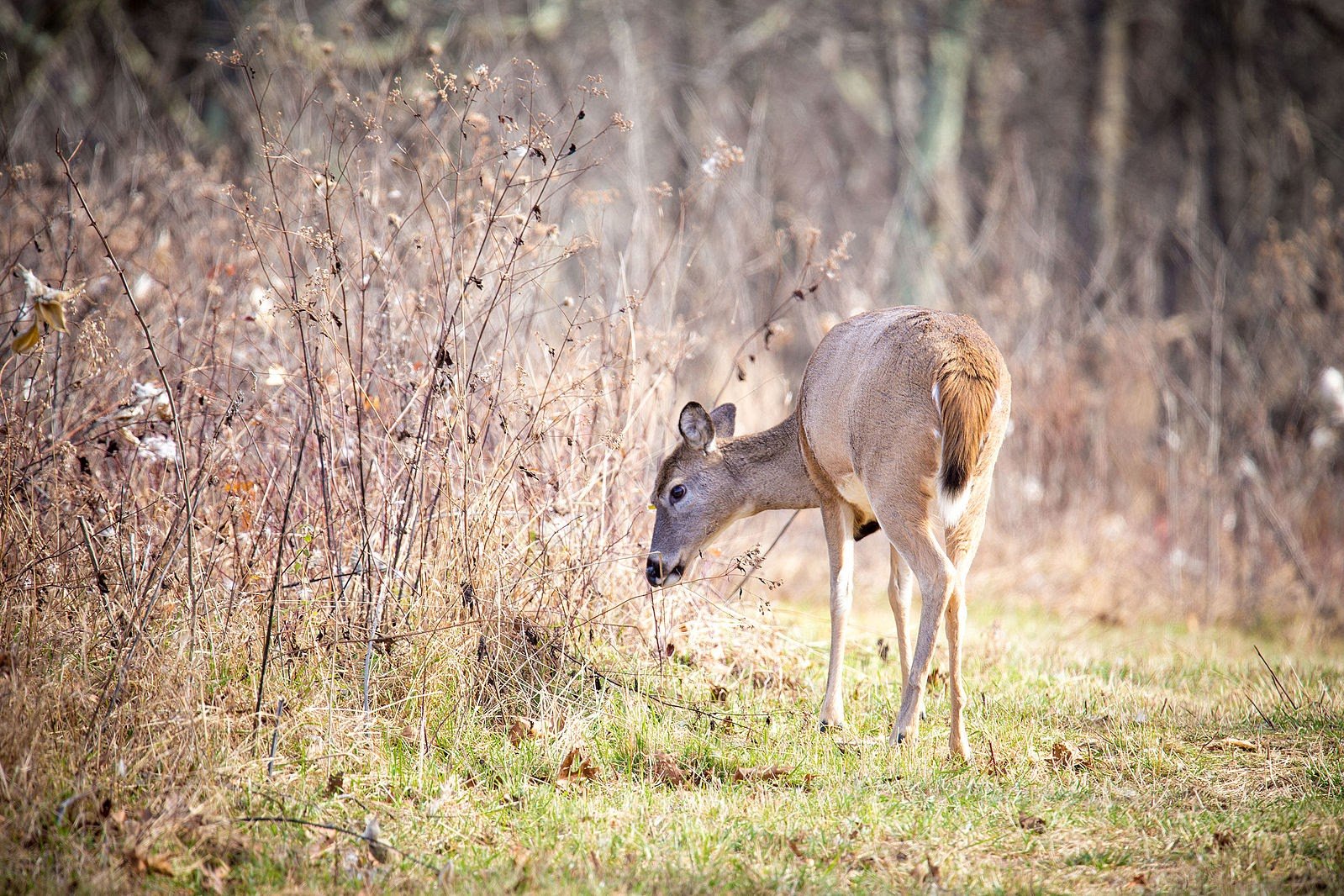 how-animals-survive-dry-season